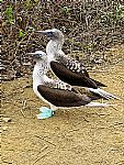 Puerto Lopez / Isla del Plata / The poor man's Galapagos